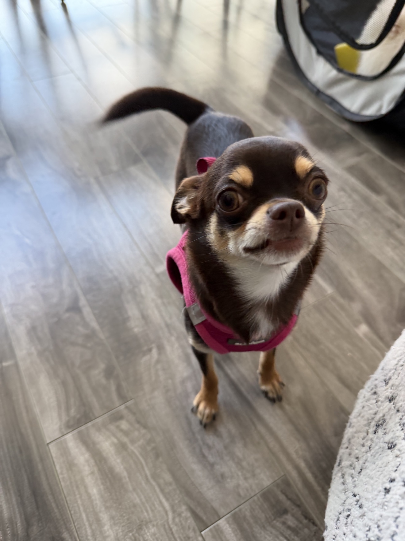 Minnie